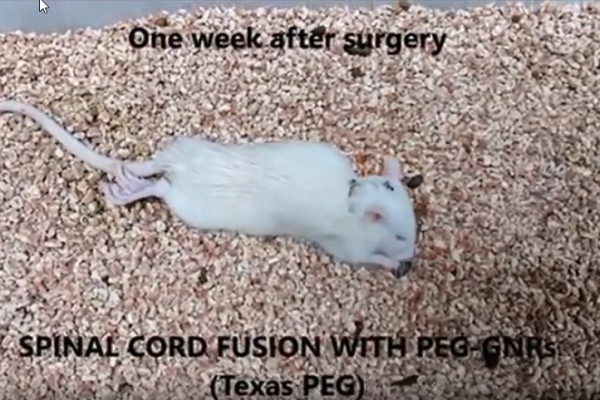 Recovery of paralyzed rodent by using TexasPEG